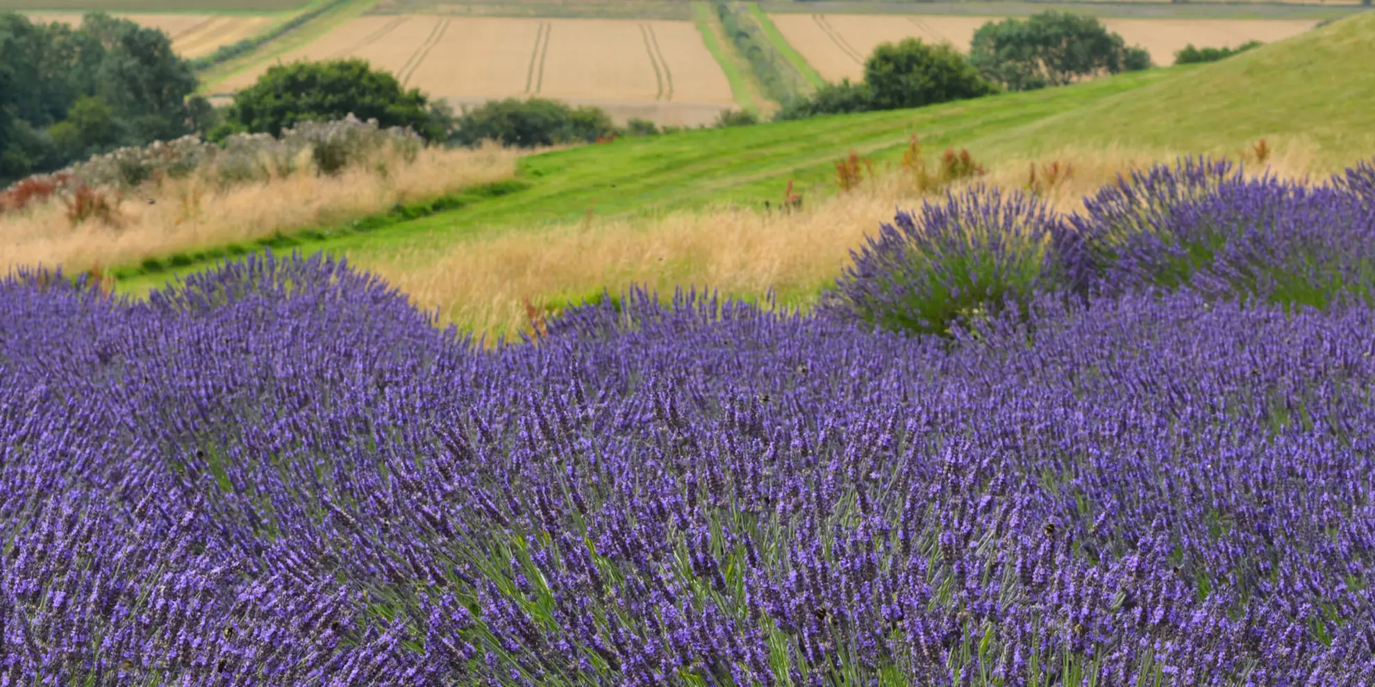 An image depicting the trail Terrington Walk and its surrounding area.