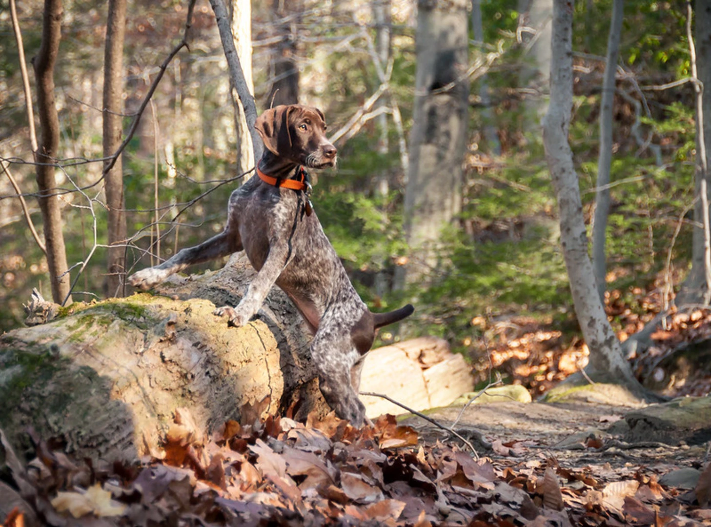 An image depicting the trail Crum Creek and Crum Woods Loop and its surrounding area.