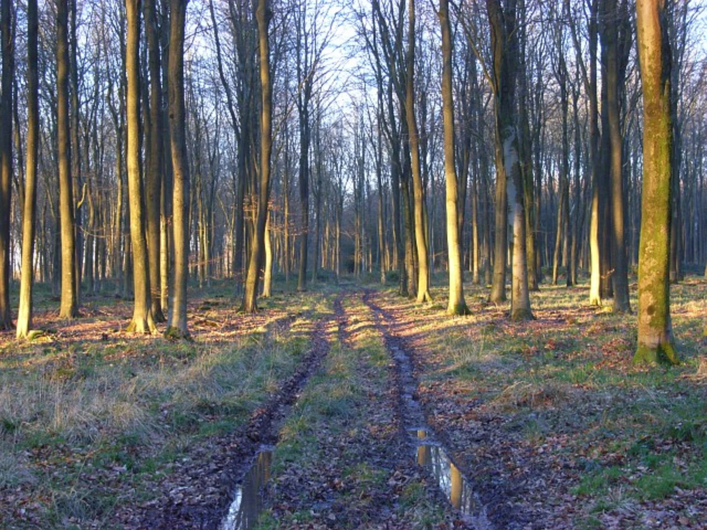 An image depicting the trail Great Stonehedge Copse and Collingbourne Wood Loop and its surrounding area.