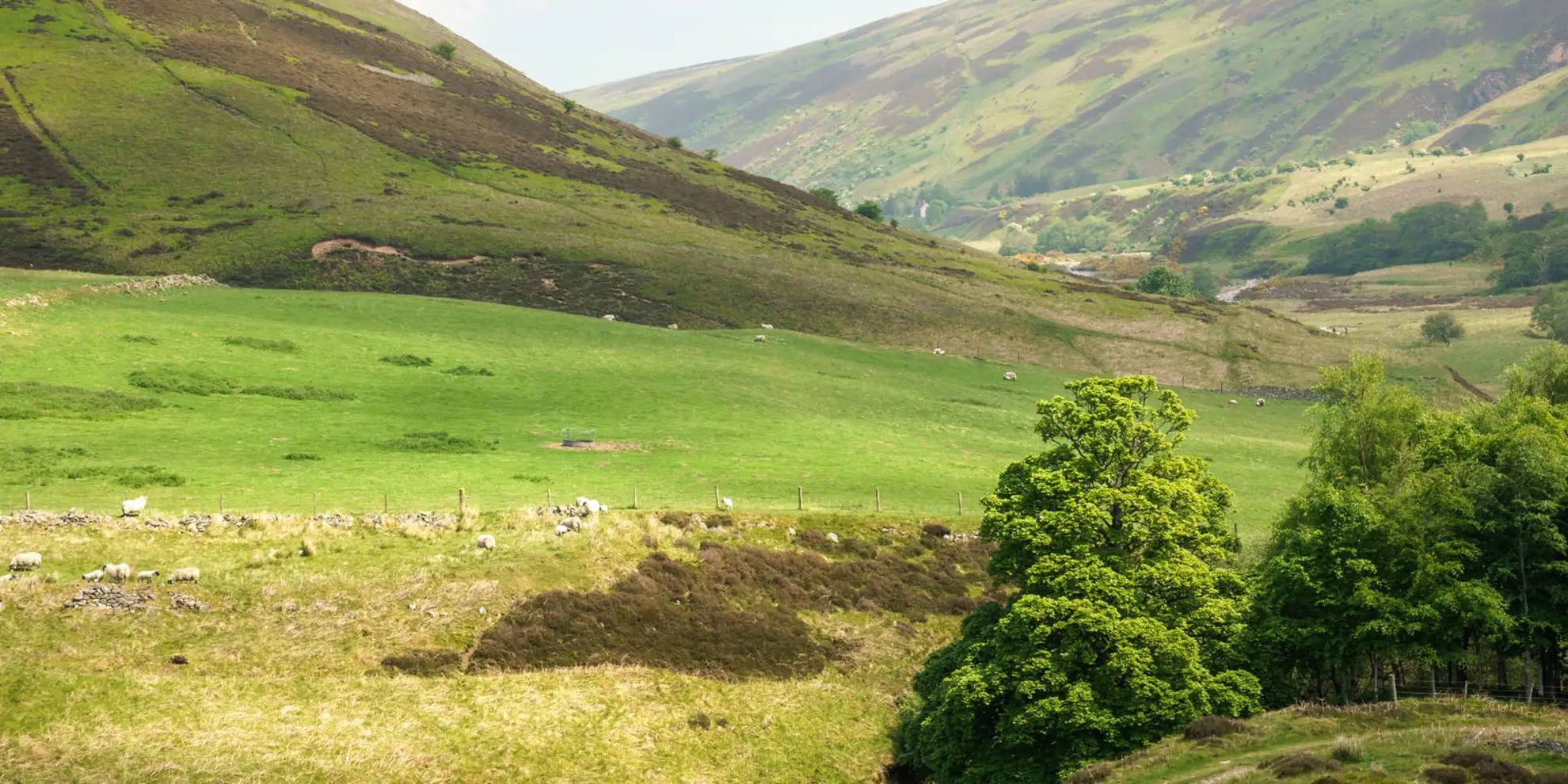 An image depicting the trail The Cheviot from Langleeford and its surrounding area.
