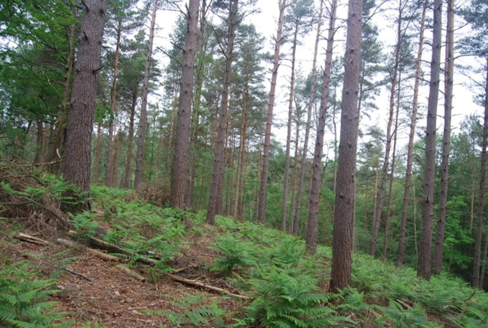 An image depicting the trail Winterfold Wood Loop and its surrounding area.