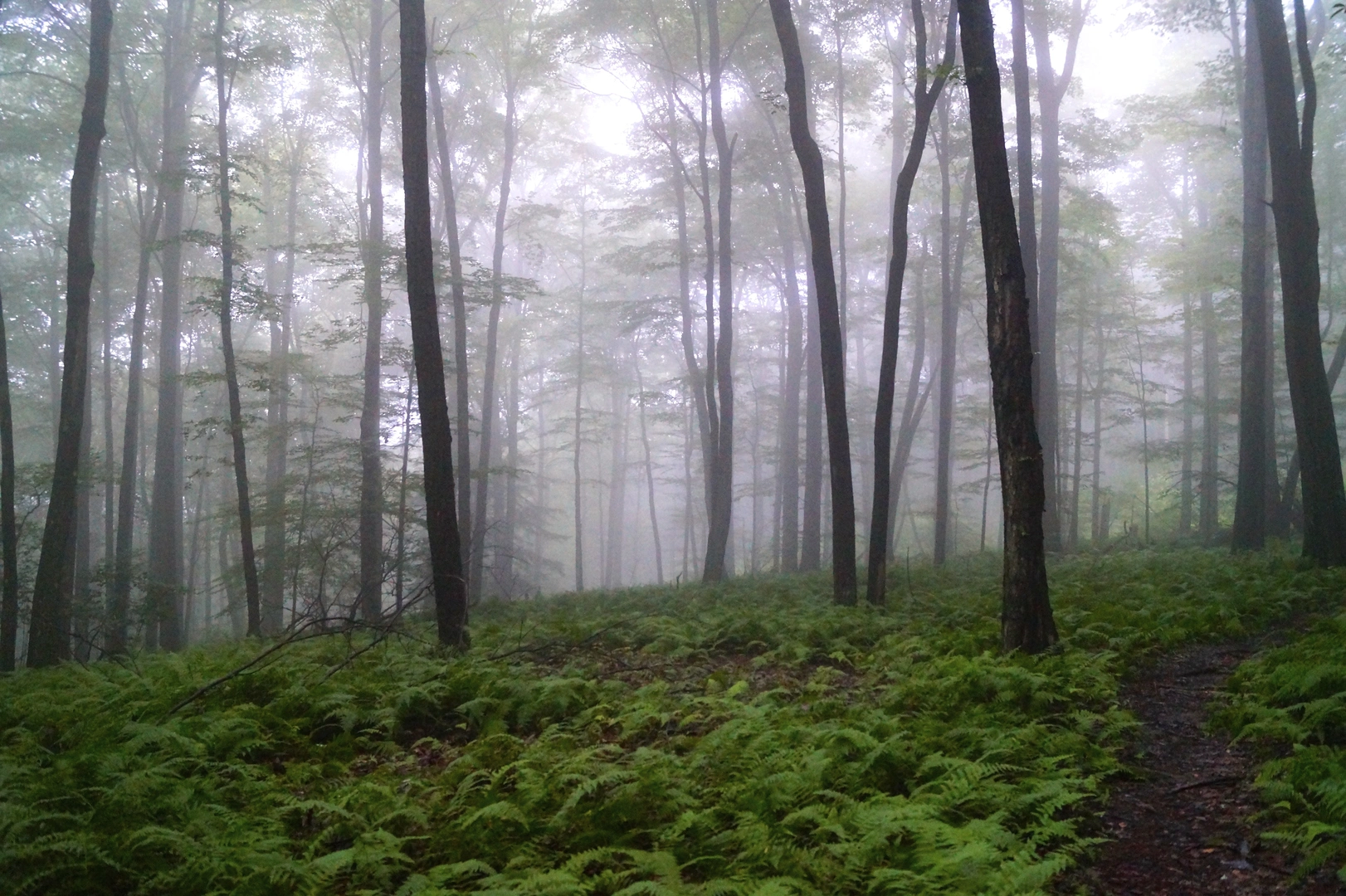 An image depicting the trail Toms Run from Hearts Content Road and its surrounding area.