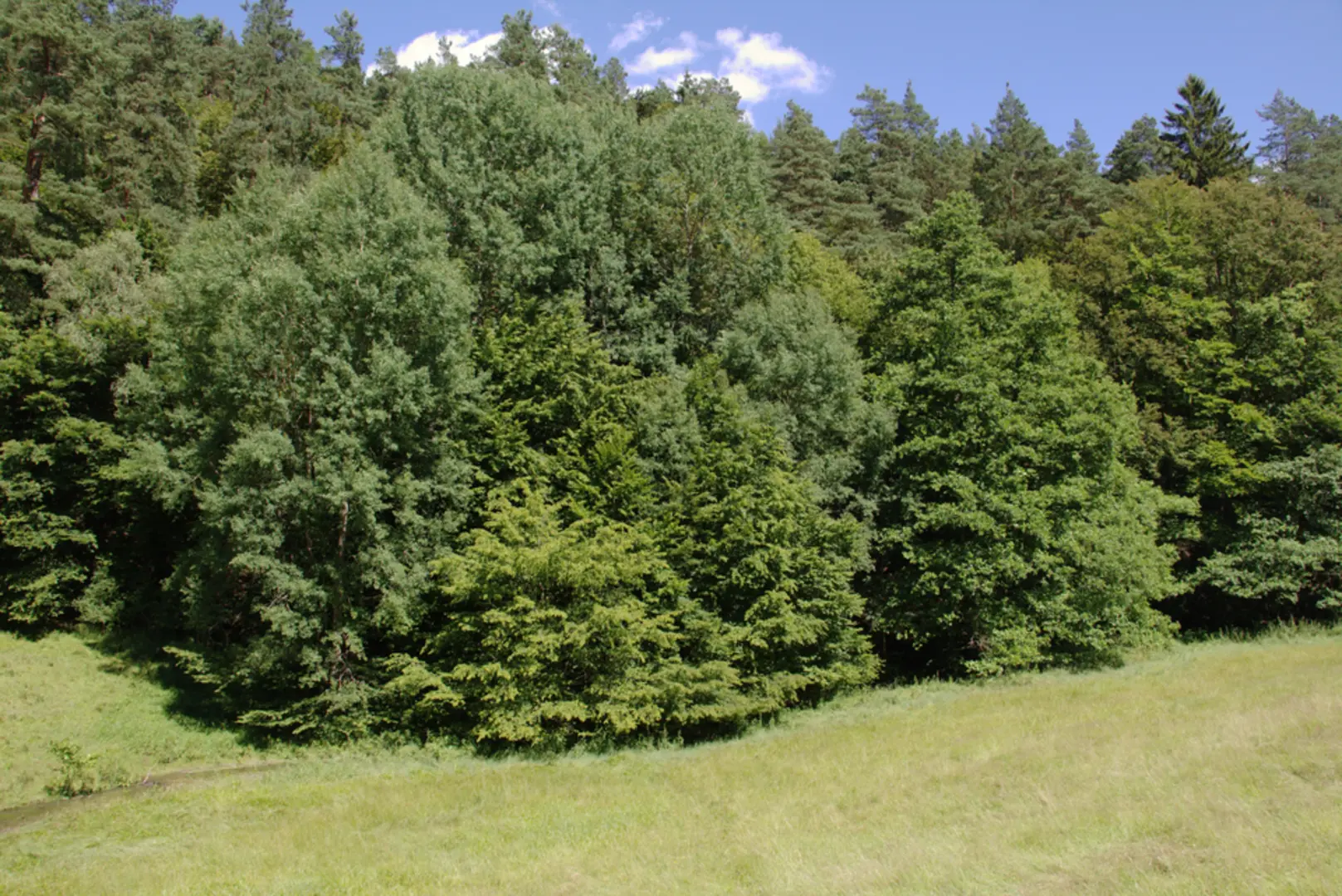 An image depicting the trail Grebenau Loop and its surrounding area.