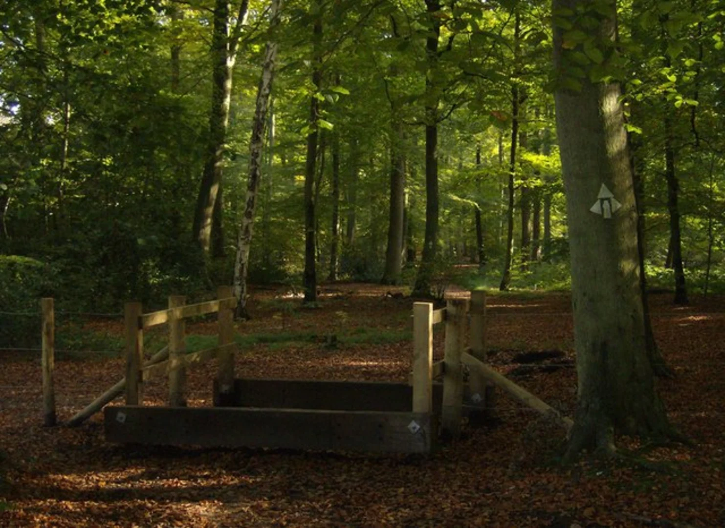 An image depicting the trail College Wood Loop and its surrounding area.