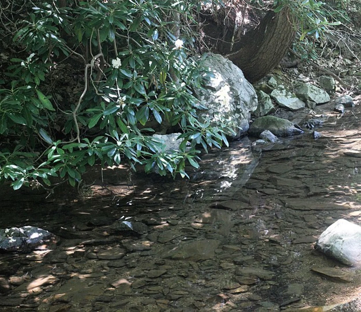 An image depicting the trail Henley Hollow Trail and its surrounding area.