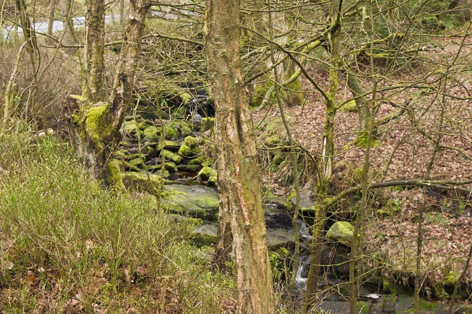 An image depicting the trail Coppice Stile House and Wheelton Plantation Loop and its surrounding area.