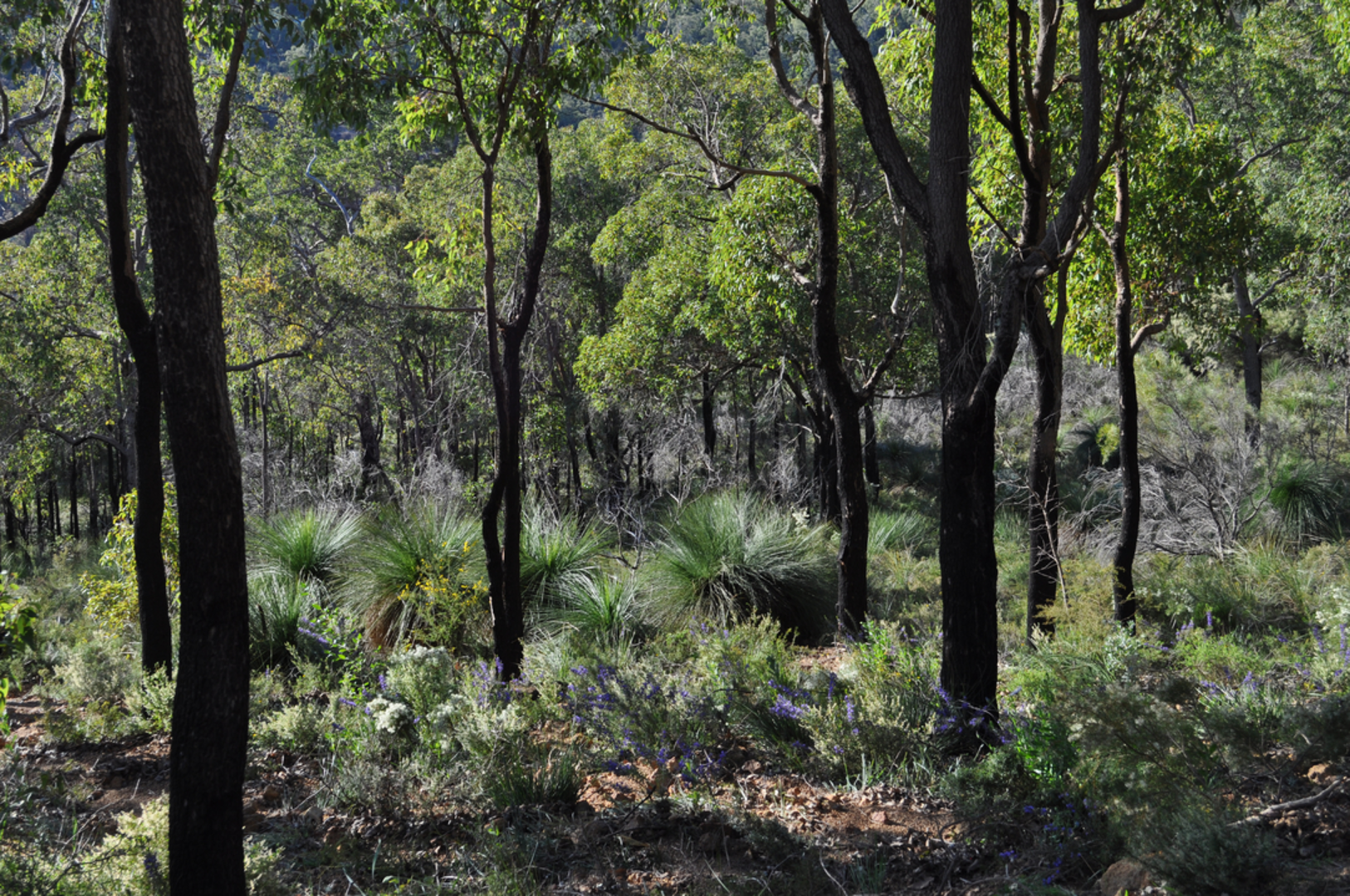An image depicting the trail Lewis Road Walk and its surrounding area.