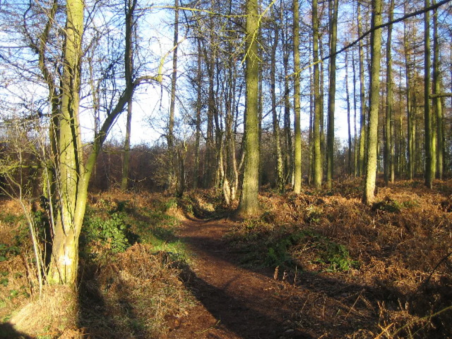 An image depicting the trail Harvest Hill via ACW Circular Walk and its surrounding area.
