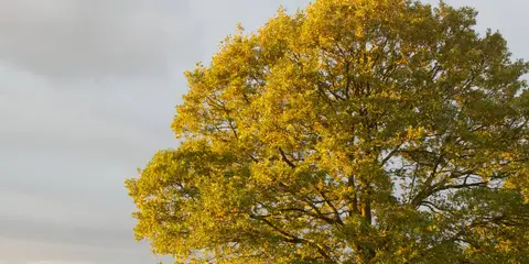 An image depicting the trail Kinver Edge - South Staffordshire and its surrounding area.
