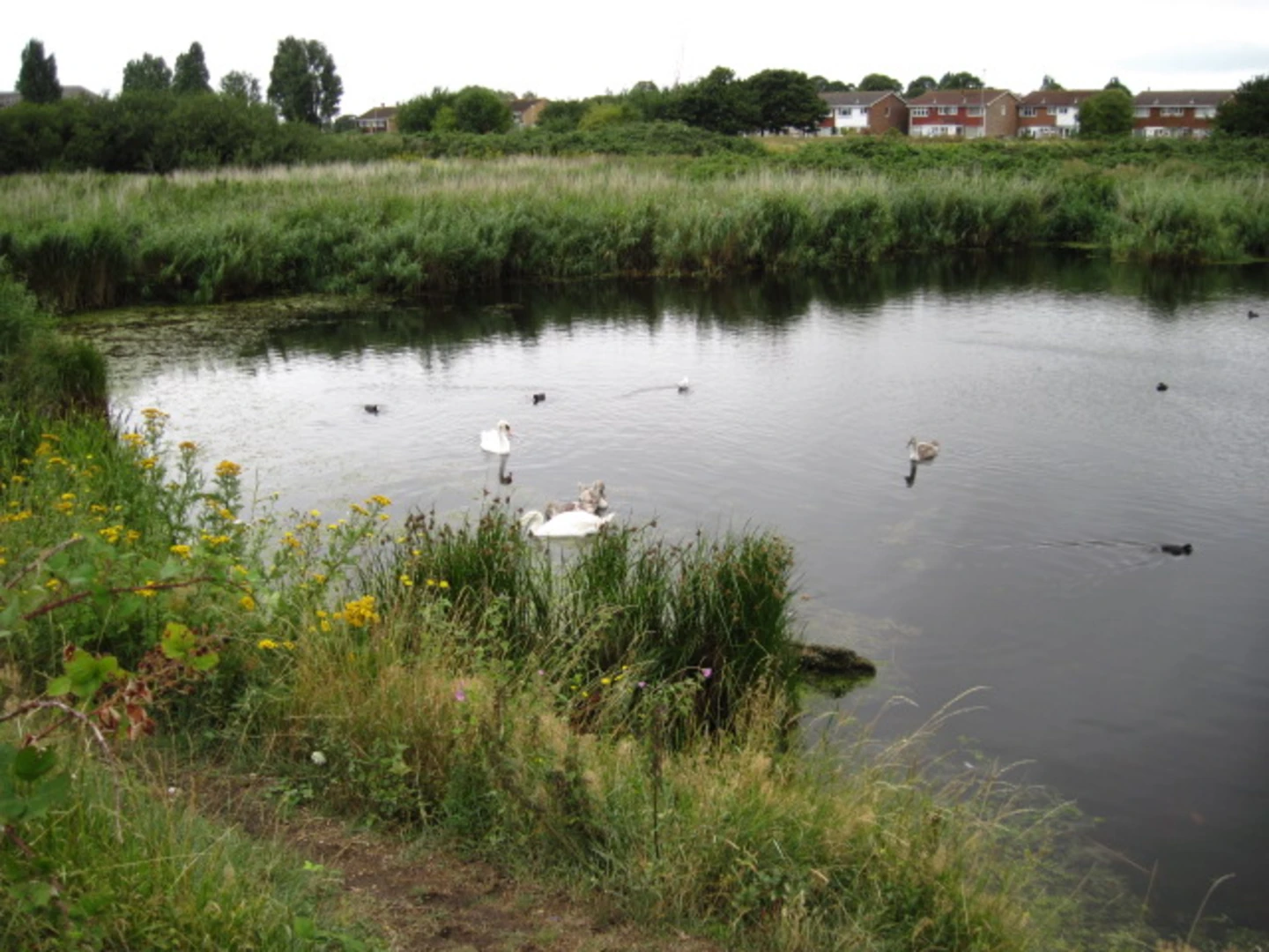 An image depicting the trail Swan Lake, Farlington Marshes Nature Reserve and Chalkdock Lake Loop and its surrounding area.