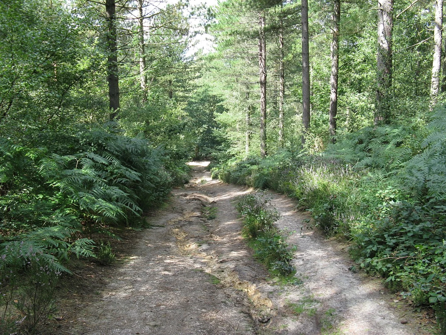 An image depicting the trail Hornhurst Wood in Rotherfield Country Park and its surrounding area.