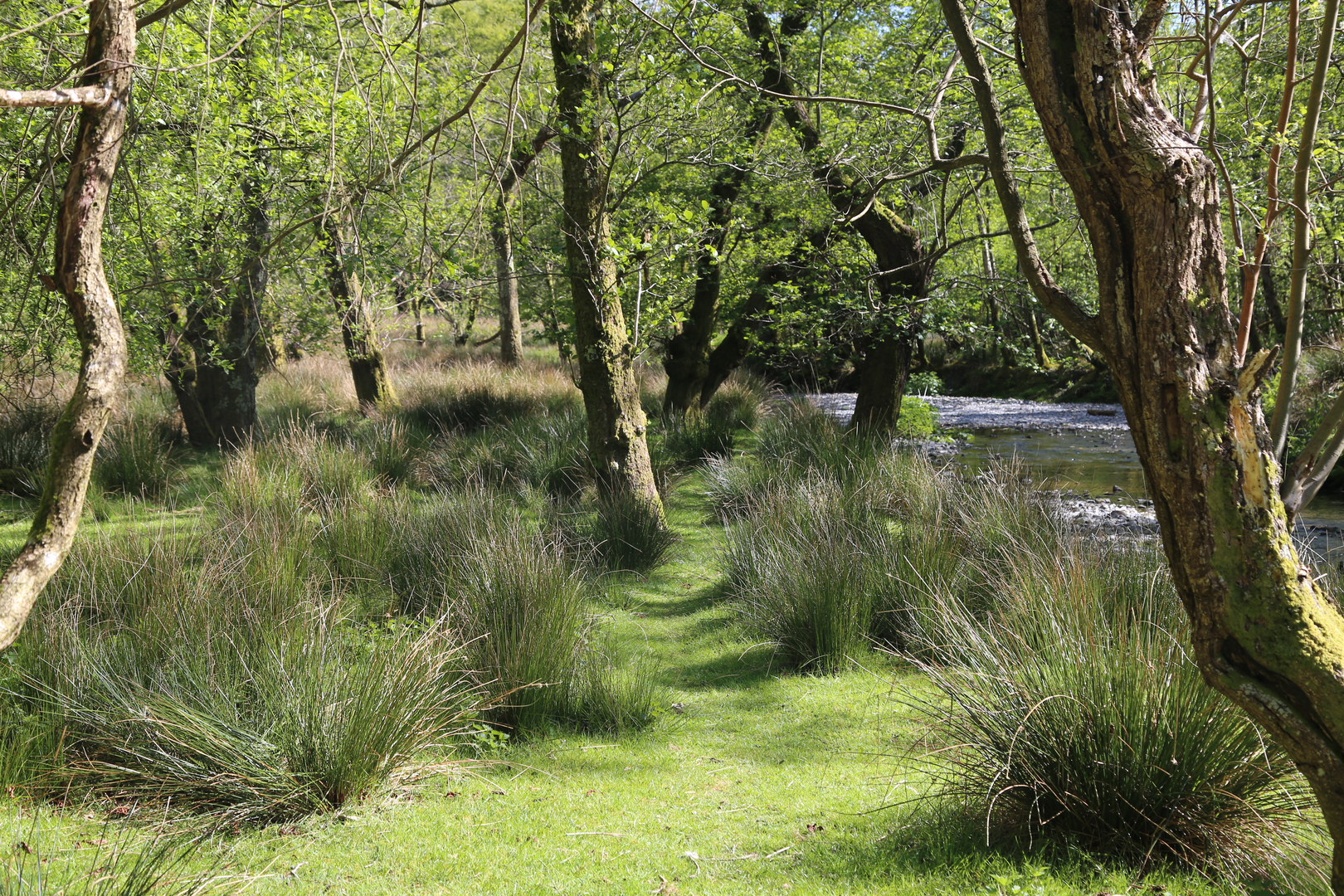 An image depicting the trail Dôl Idris Path and its surrounding area.