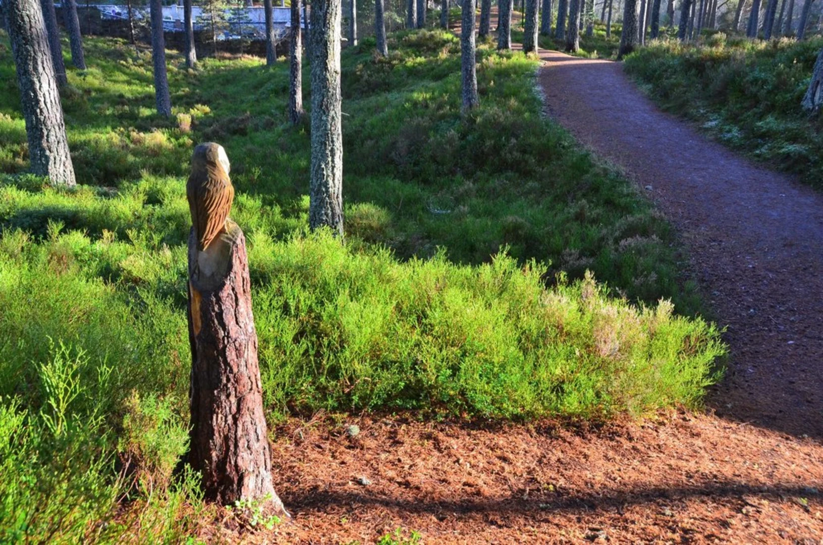 An image depicting the trail Ellan Wood Walk and its surrounding area.