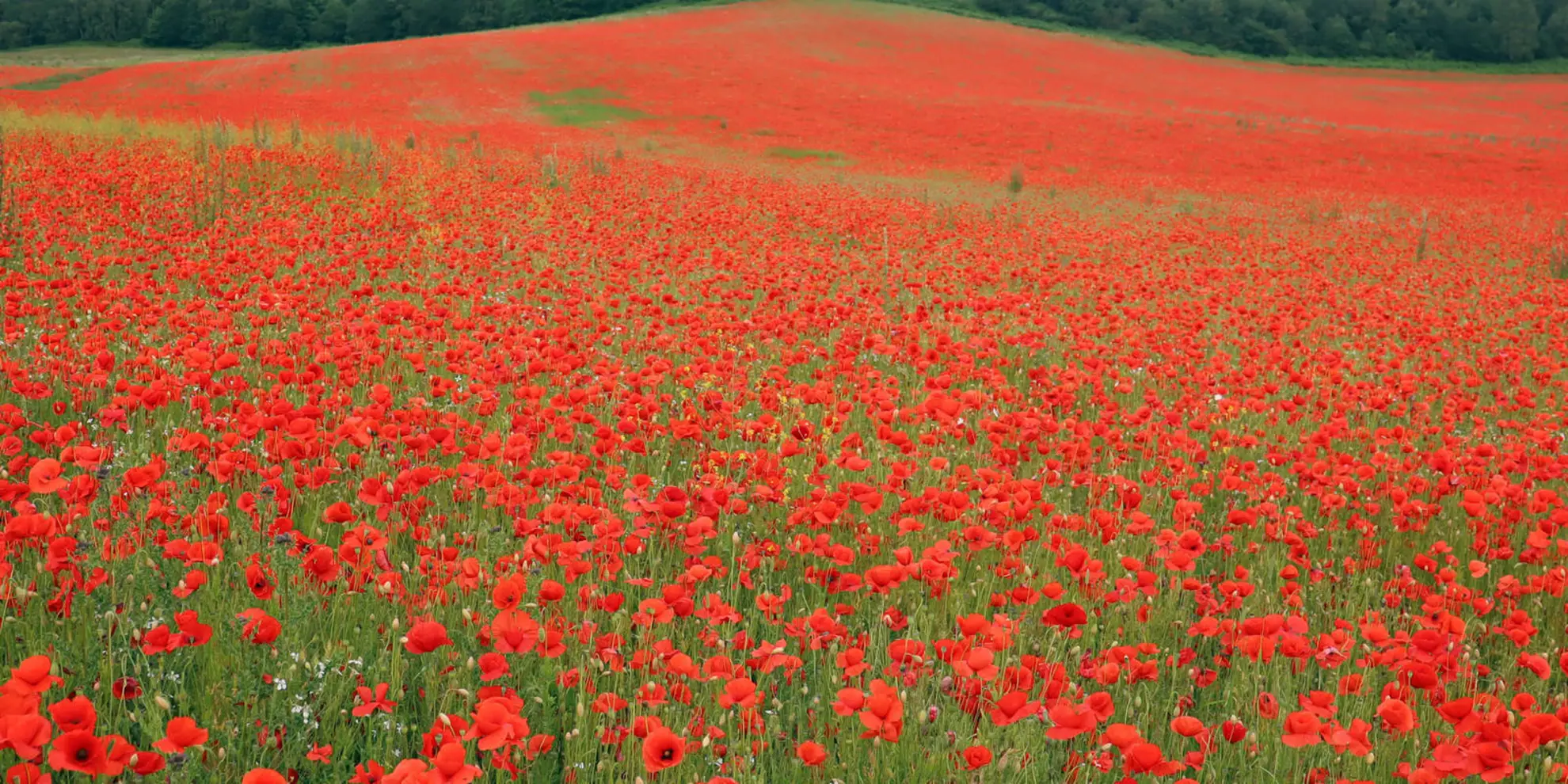An image depicting the trail Wyre Forest Loop and its surrounding area.
