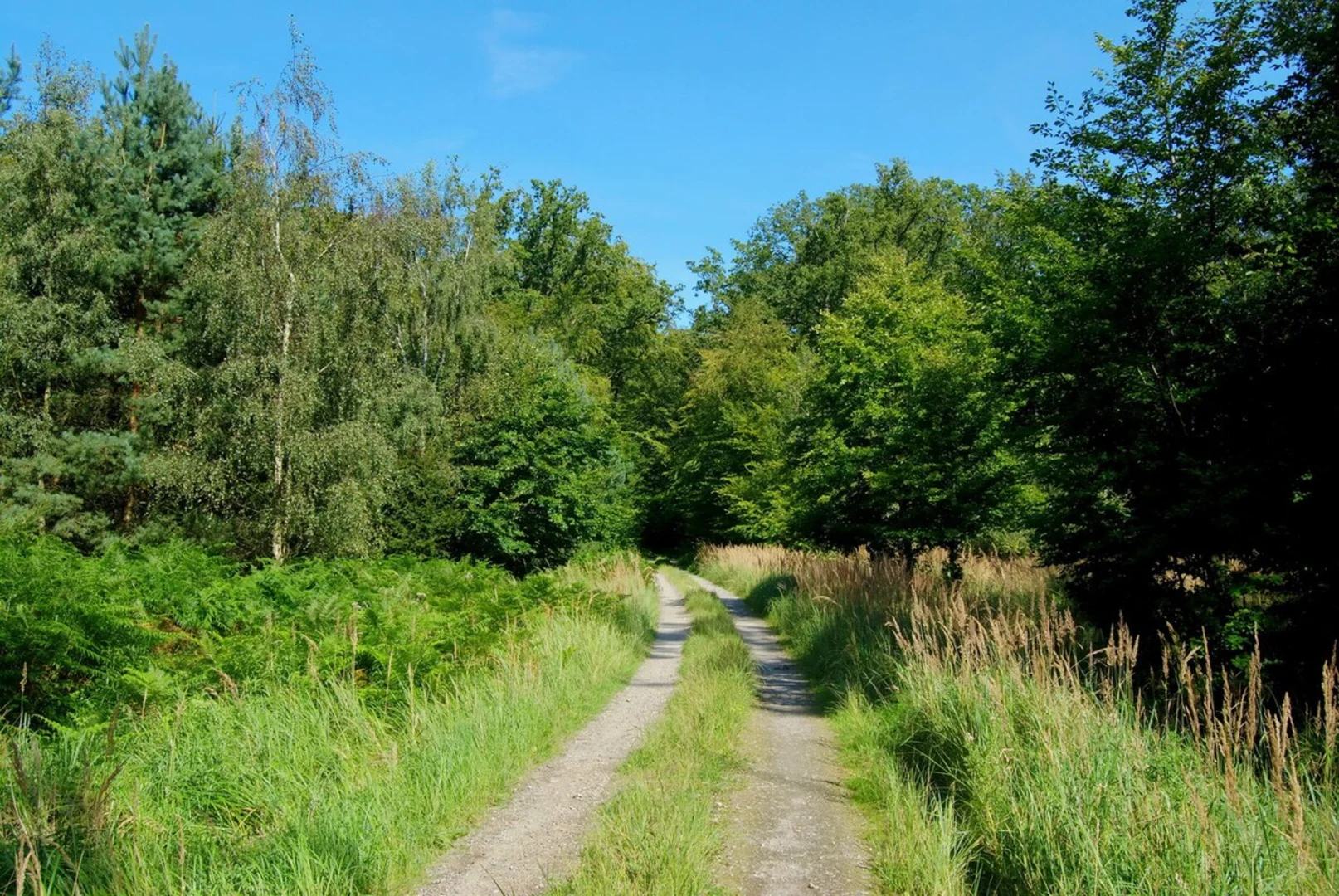 An image depicting the trail Langehorstschneise and Meyershausstellenschneise Loop and its surrounding area.