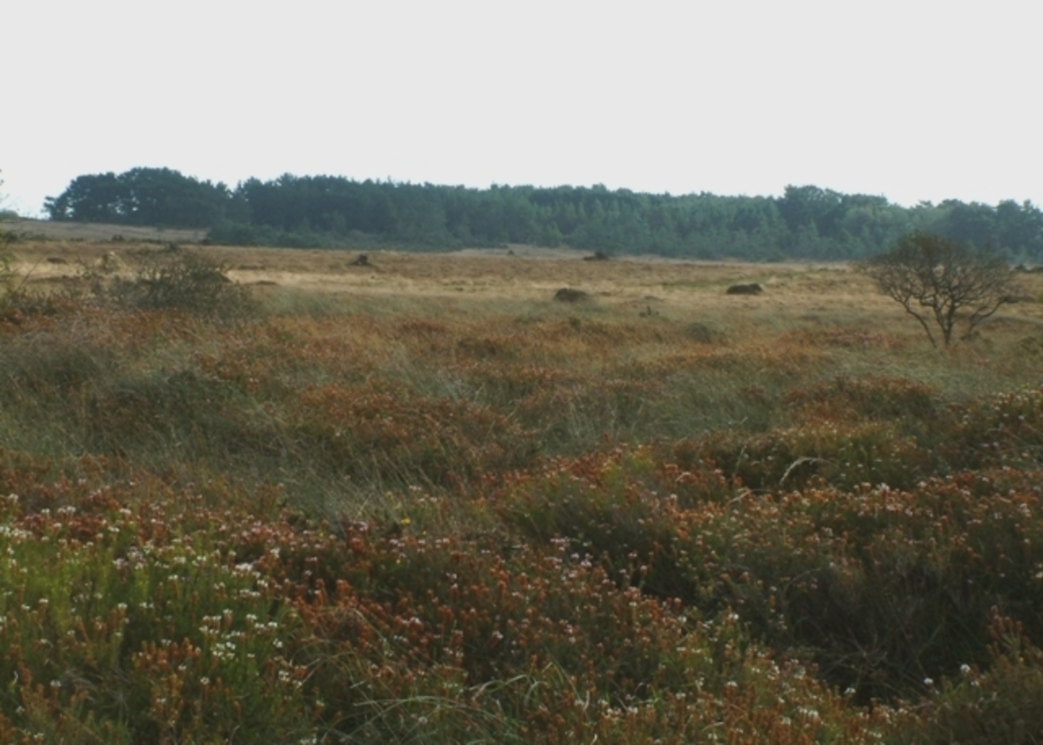 An image depicting the trail Goonhilly Downs Loop and its surrounding area.