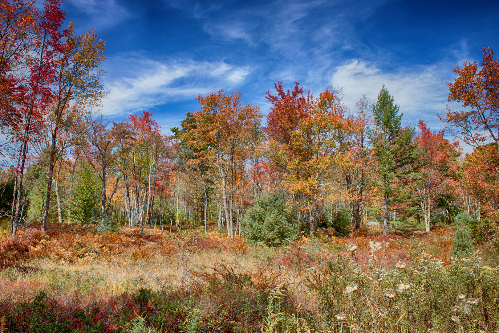 An image depicting the trail Quehanna Trail and its surrounding area.