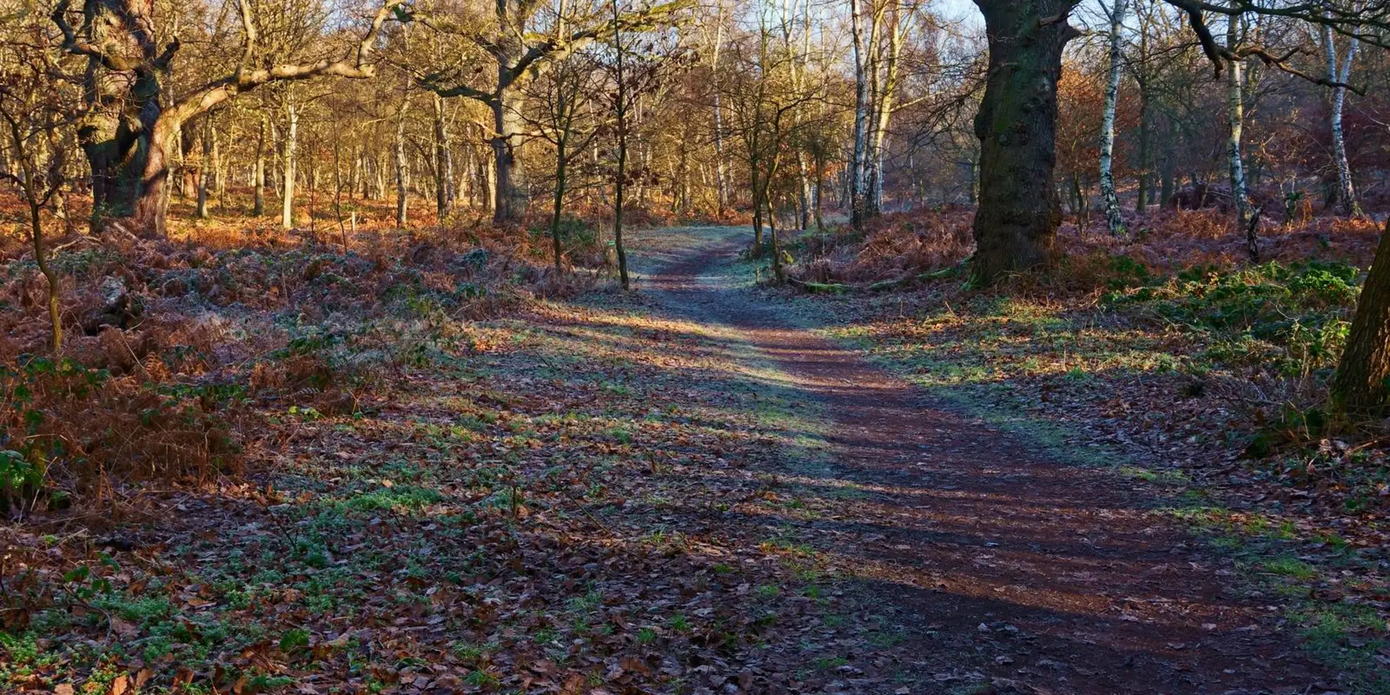 An image depicting the trail Edwinstowe and Sherwood Forest and its surrounding area.