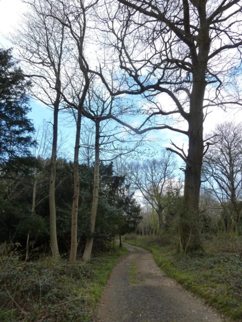 An image depicting the trail Stoughton Wood Loop and its surrounding area.