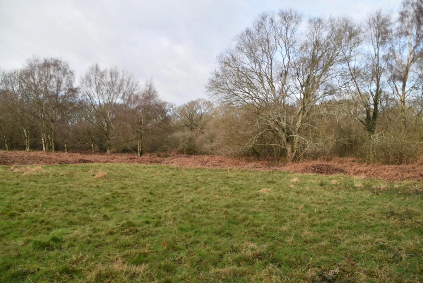 An image depicting the trail Wilding Wood and Markstakes Common Loop and its surrounding area.