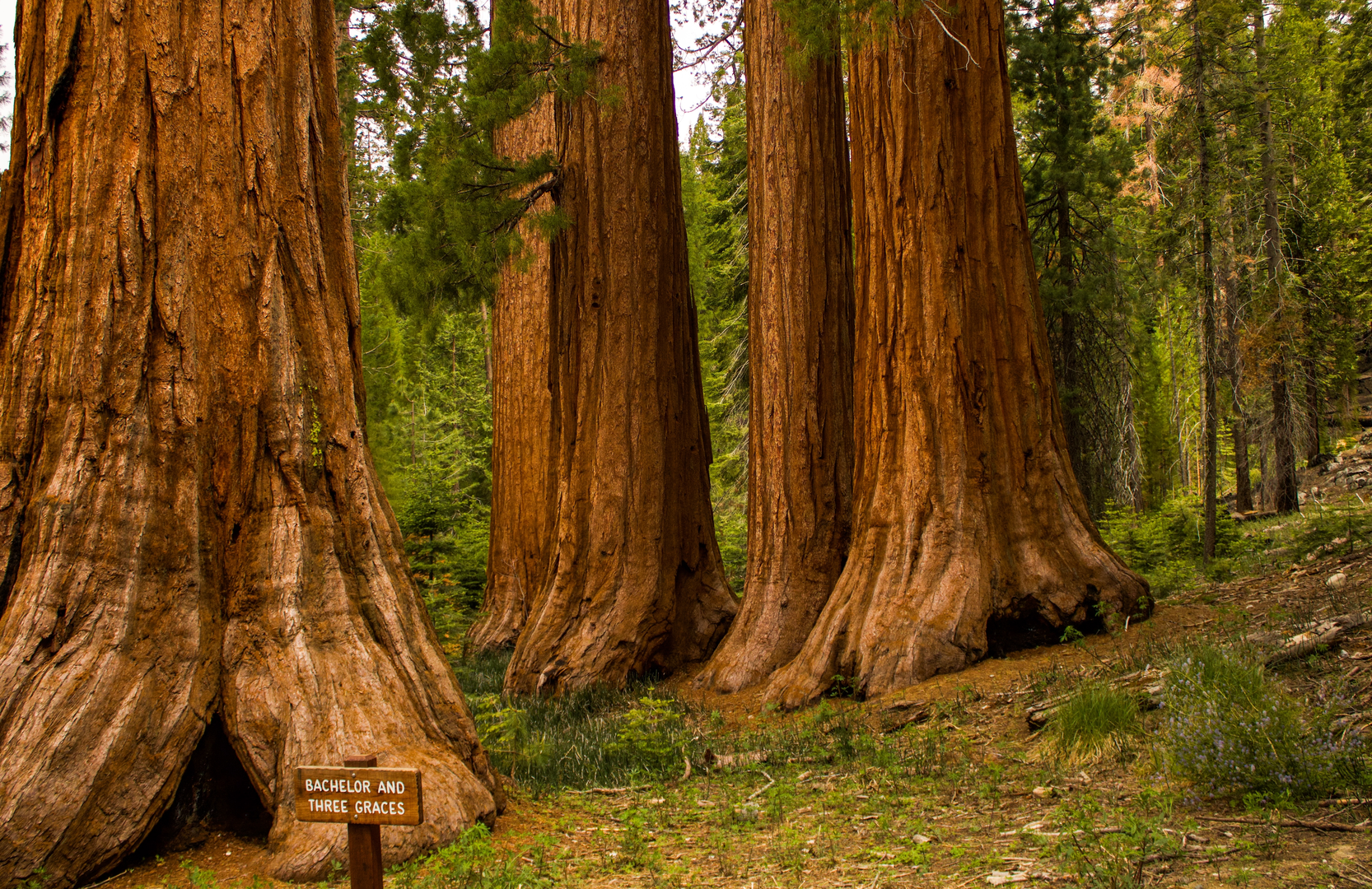 An image depicting the trail Wawona Point via Mariposa Grove Trail and its surrounding area.