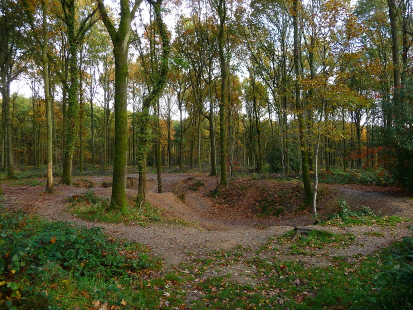 An image depicting the trail Savernake Forest Walk and its surrounding area.