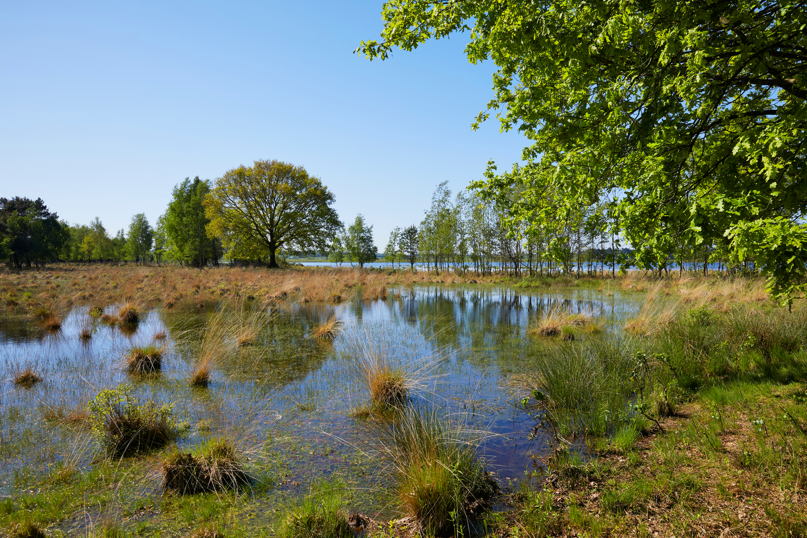 An image depicting the trail Kraanvensche Heide, Oisterwijkse Vennen, Oirschotse Heide and Drunense Heide Loop and its surrounding area.