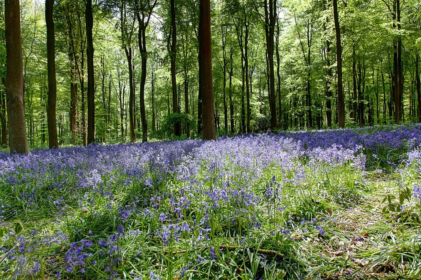 An image depicting the trail West Woods Loop Walk and its surrounding area.