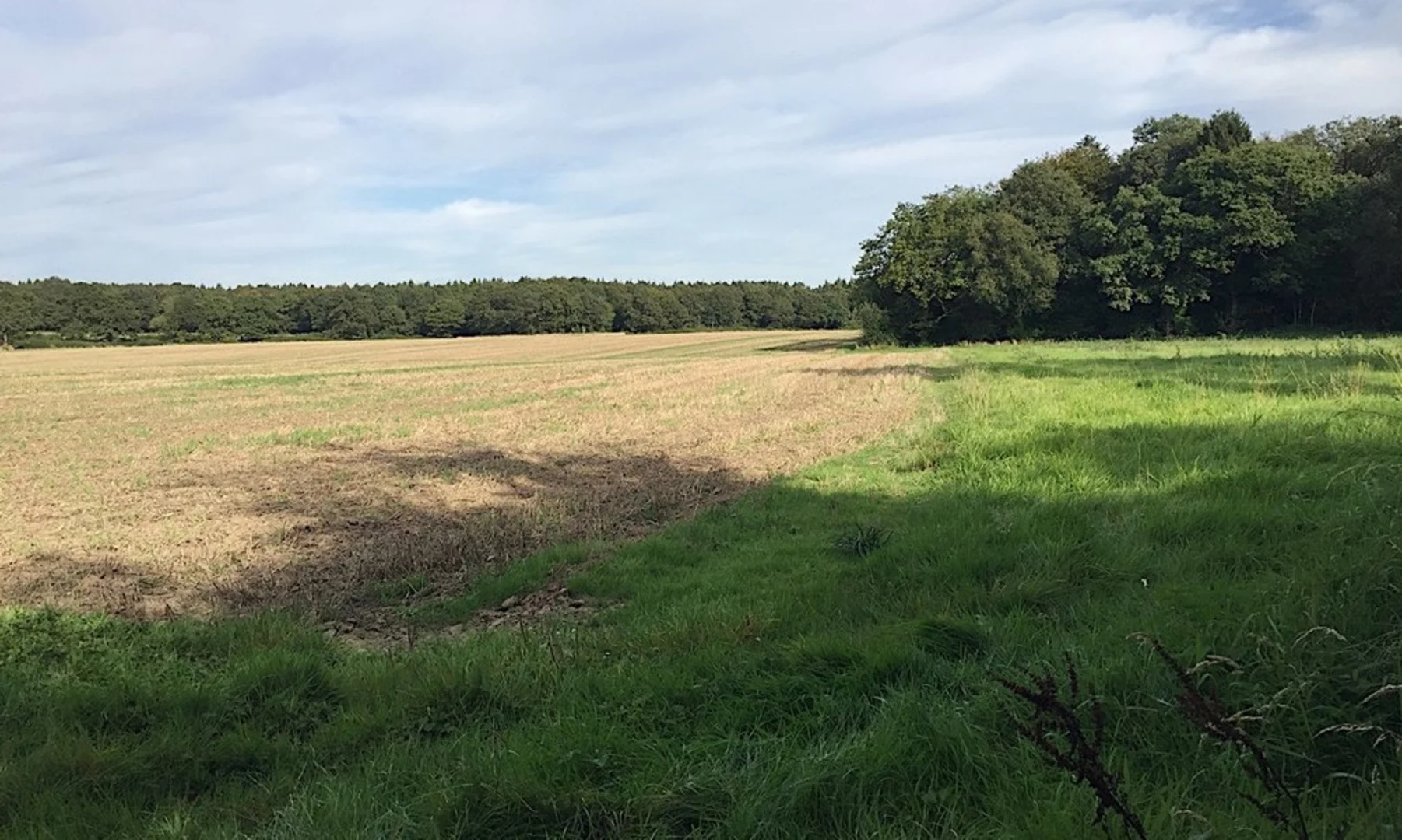 An image depicting the trail Hay Wood, Baddesley Clinton and Rowington Coppice Loop and its surrounding area.