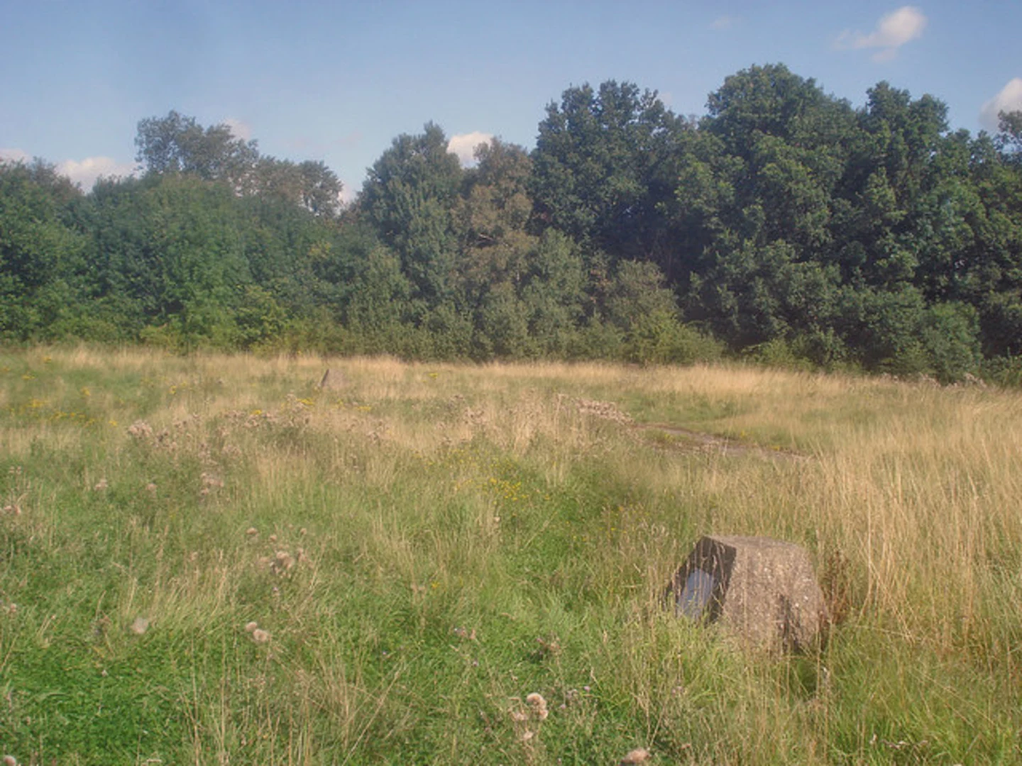 An image depicting the trail Willesley Woods Loop and its surrounding area.