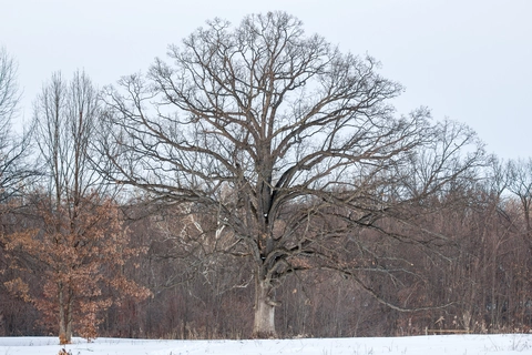 Burr Oak Backpack Trail