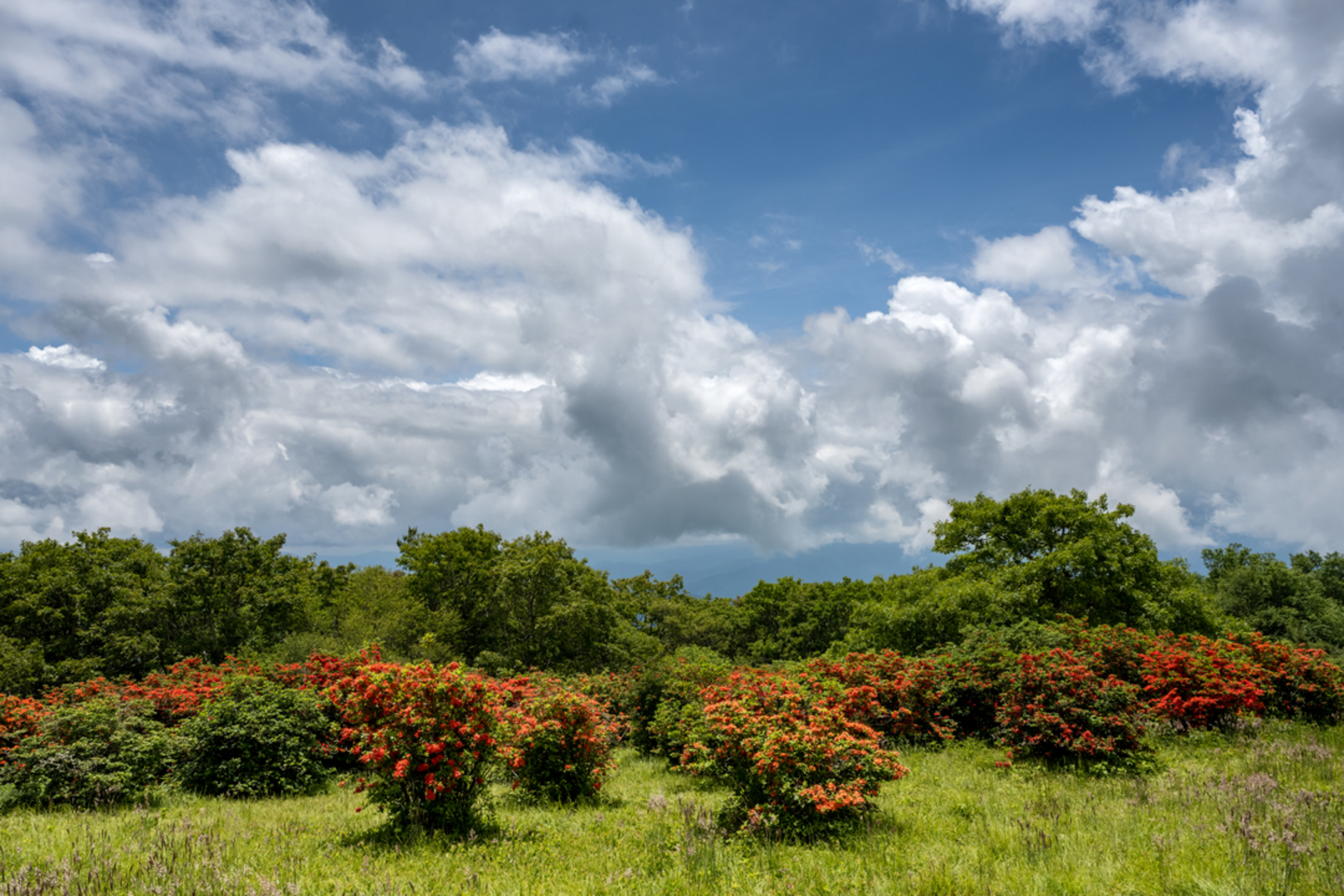 An image depicting the trail Gregory Ridge Trail and its surrounding area.