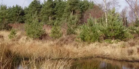 Bracknell Forest in Bracknell Forest