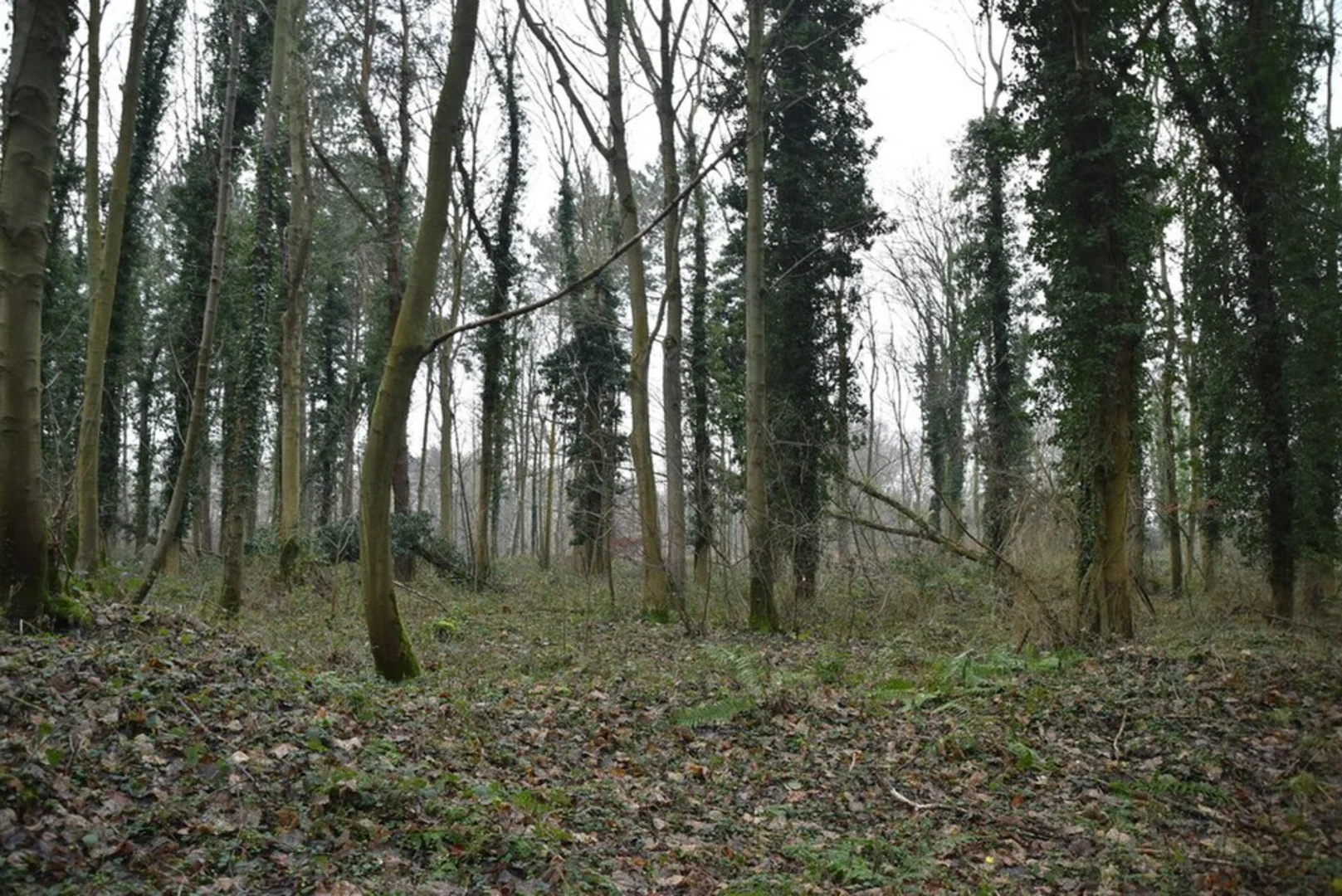 An image depicting the trail Row Heath and Beacon Hill Loop and its surrounding area.