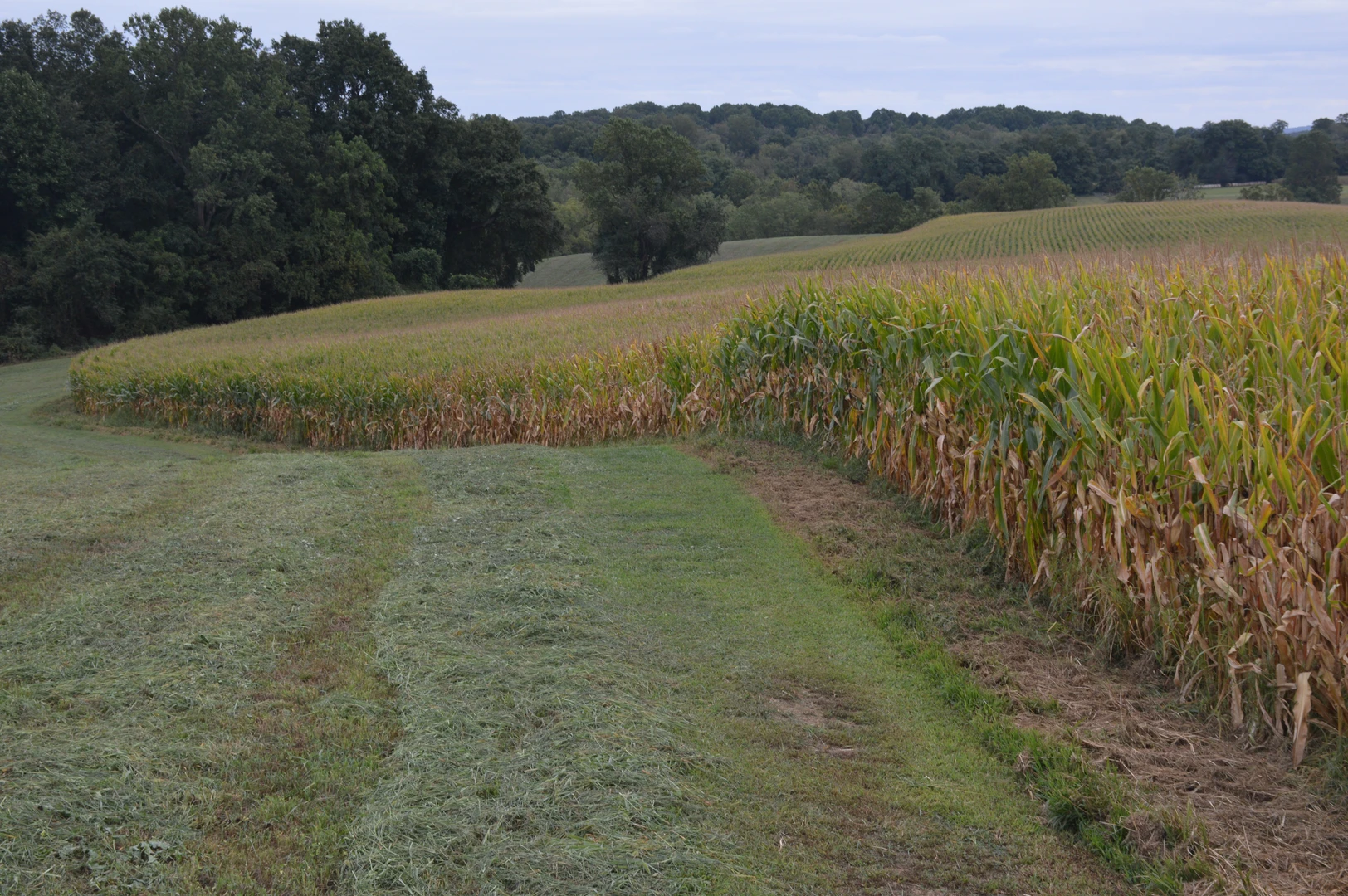 An image depicting the trail Cheslen Preserve Loop and its surrounding area.
