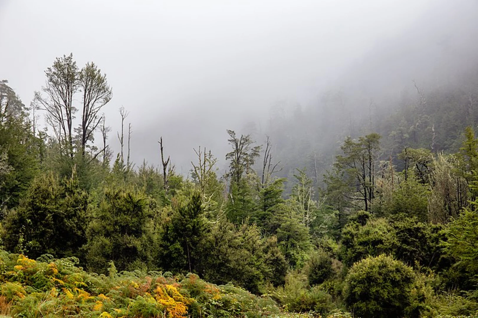 An image depicting the trail Glentui Loop Track and its surrounding area.