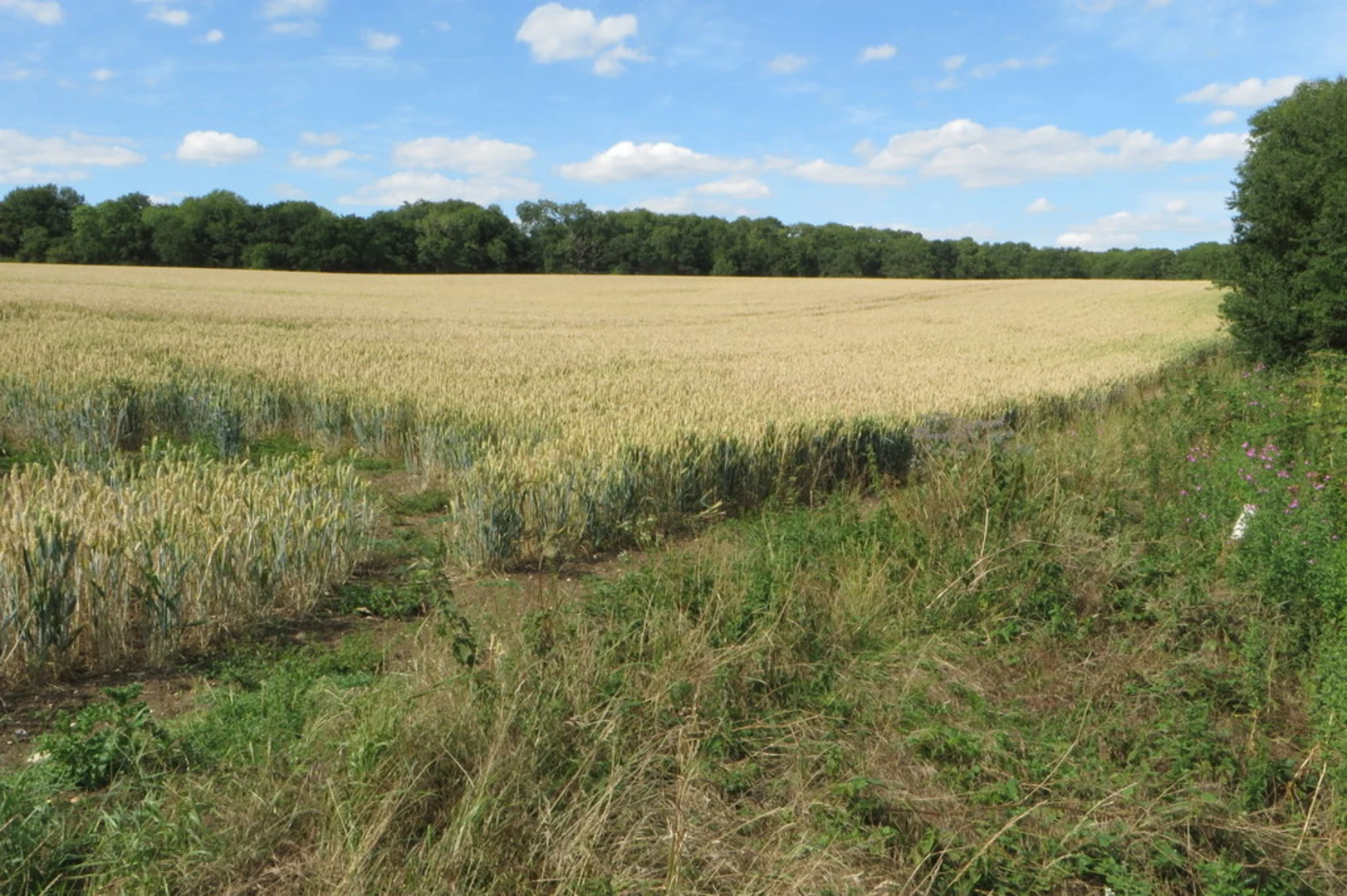 An image depicting the trail Upper Dean, Tillbrook and Swineshead Loop and its surrounding area.