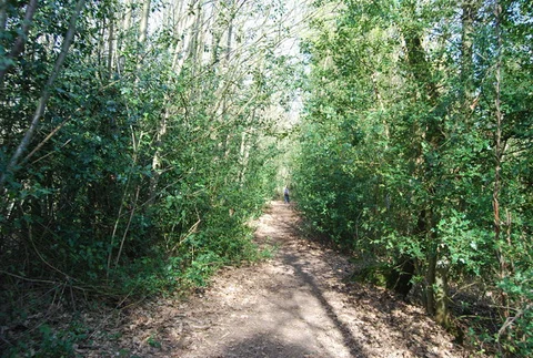 An image depicting the trail Yorks Hill, Goathurst Common and Stubbs Wood and its surrounding area.