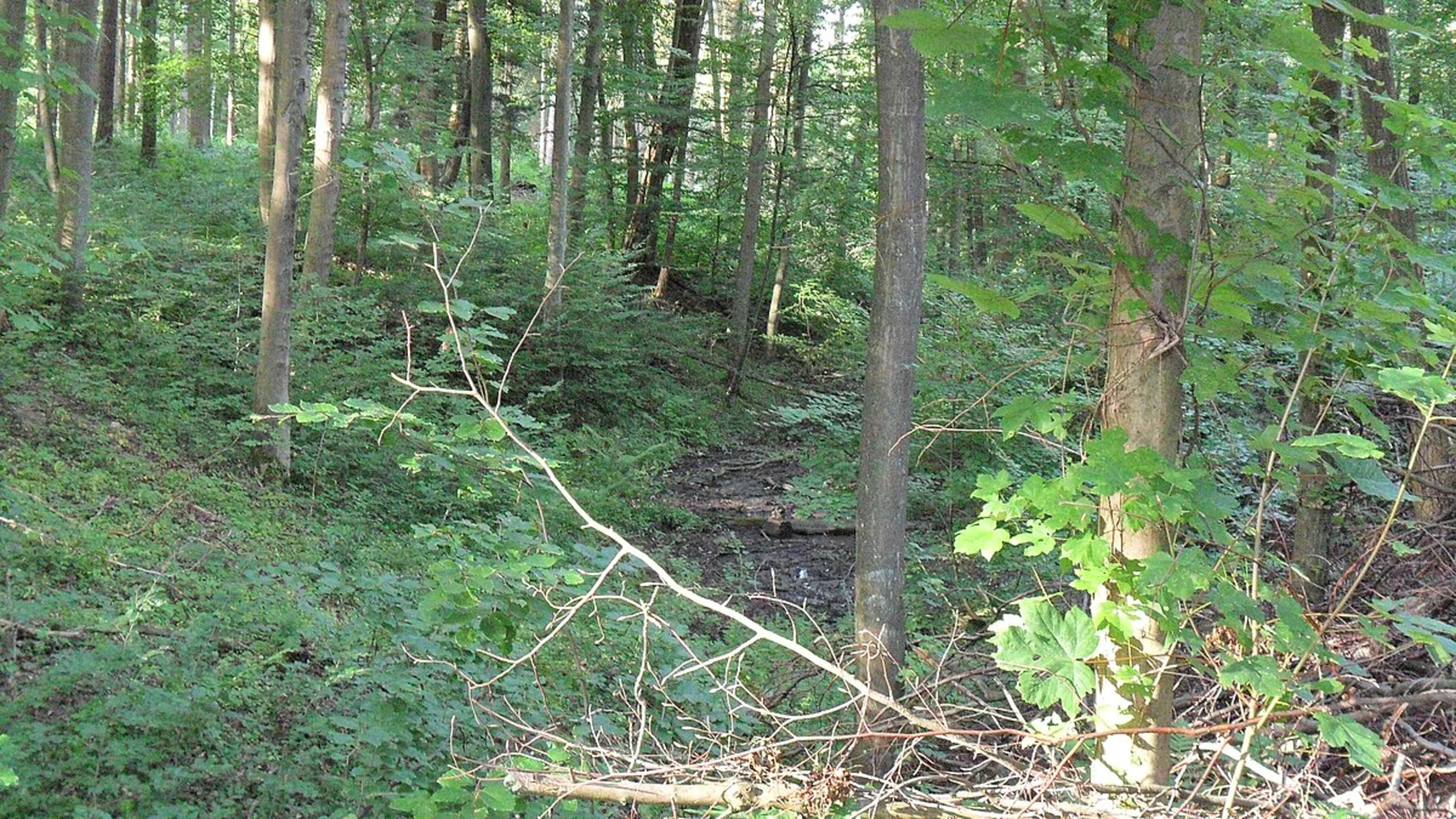 An image depicting the trail Rhine and Annaberger Bach Loop via Rheinsteig and its surrounding area.