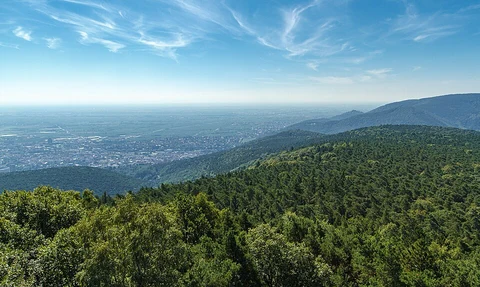 Gimmeldingen to Weinbiet via Pfaelzerwald Gruener Punkt