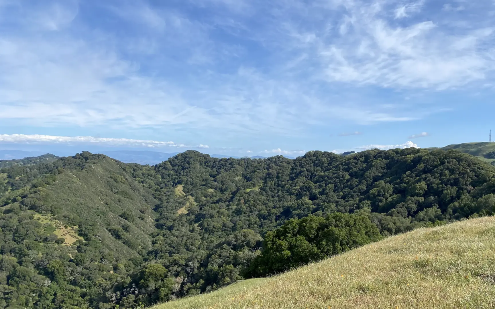 An image depicting the trail Ringtail Cat, Sulphur Springs and Del Amigo Loop Trail and its surrounding area.