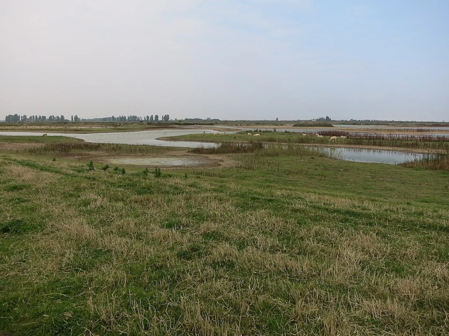 An image depicting the trail Frampton Marsh Nature Reserve Loop and its surrounding area.