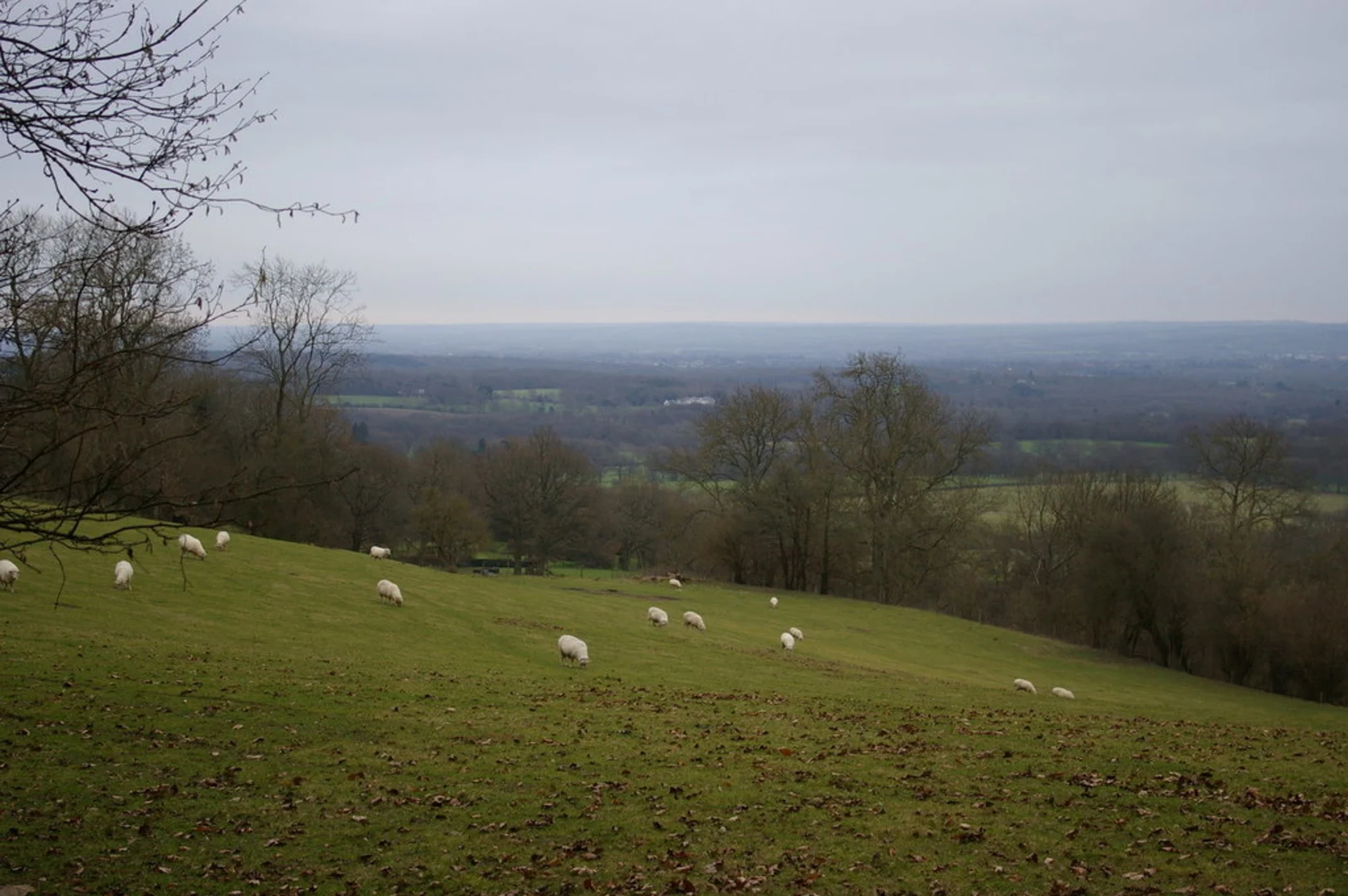 An image depicting the trail Moat Wood and Knole Park Walk and its surrounding area.