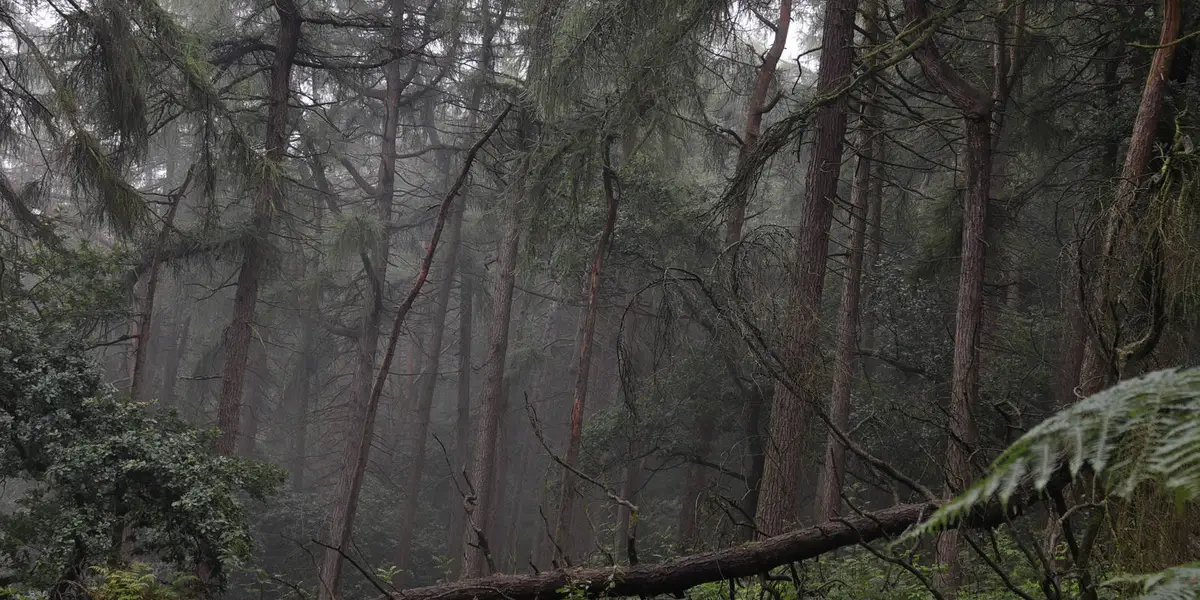 Hawk's Nest - Goldstitch Moss and Lud's Church
