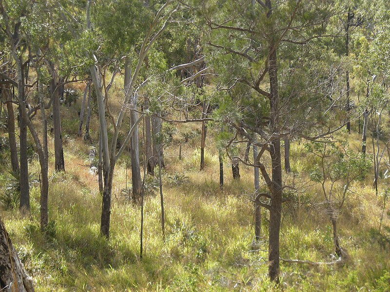 An image depicting the trail Mount Archer National Park and its surrounding area.