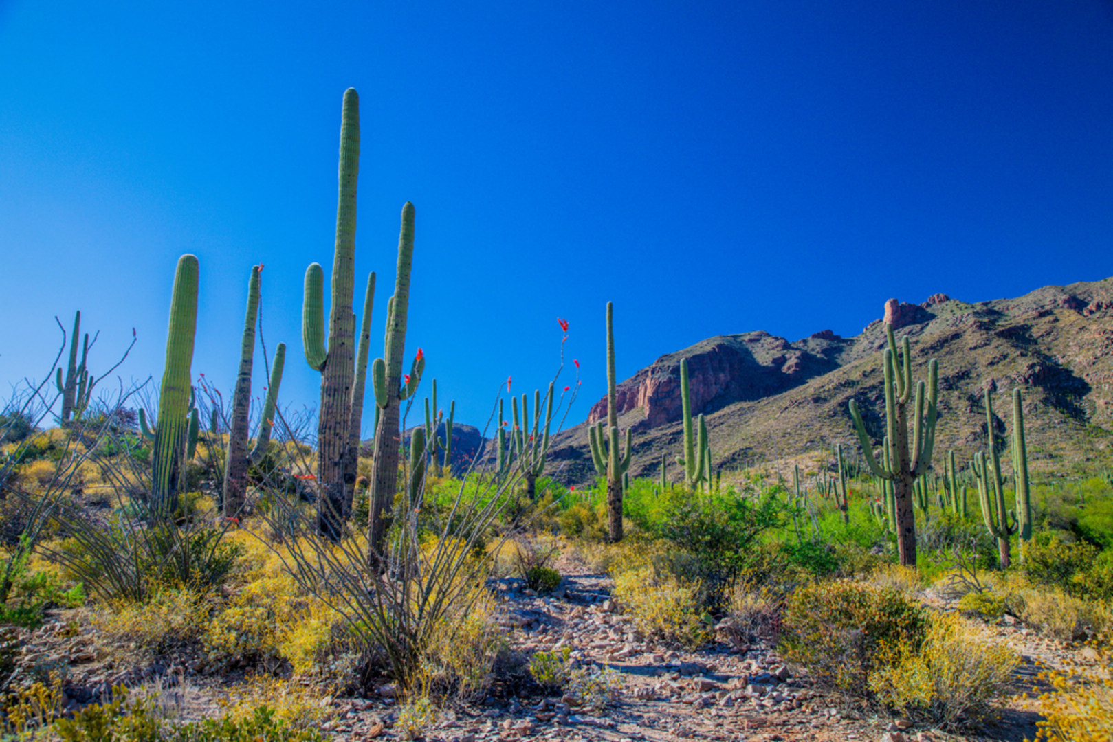 An image depicting the trail Pontatoc Canyon Trail and its surrounding area.