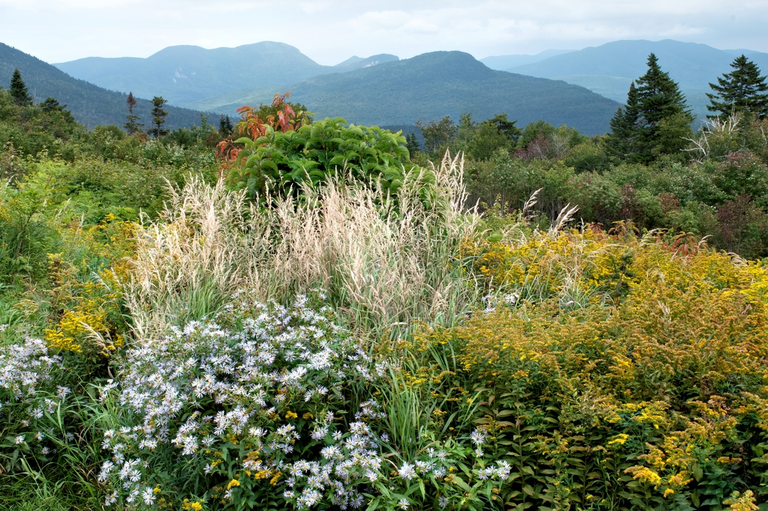 Fourth Iron Campground Trail Carroll County New Hampshire