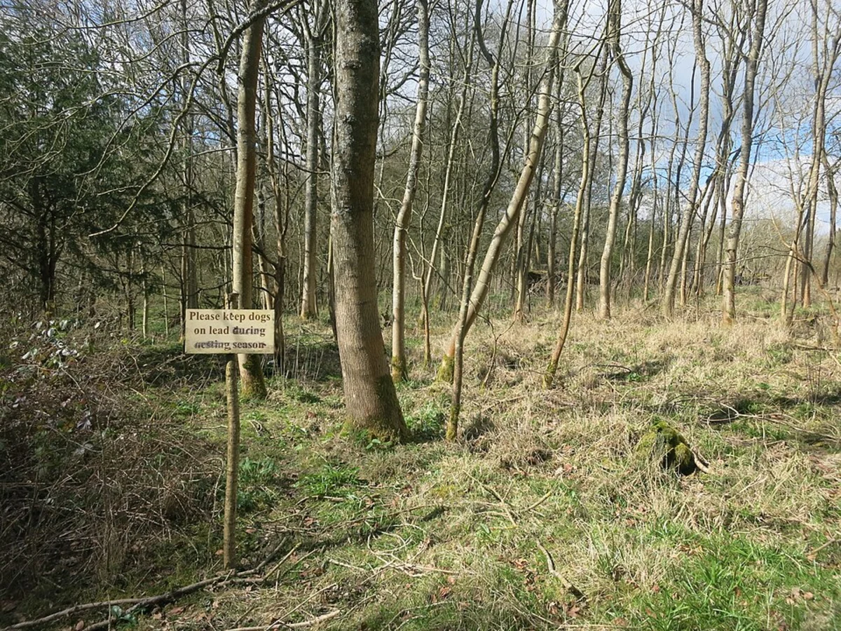 Greathouse Wood and Bradfield Loop