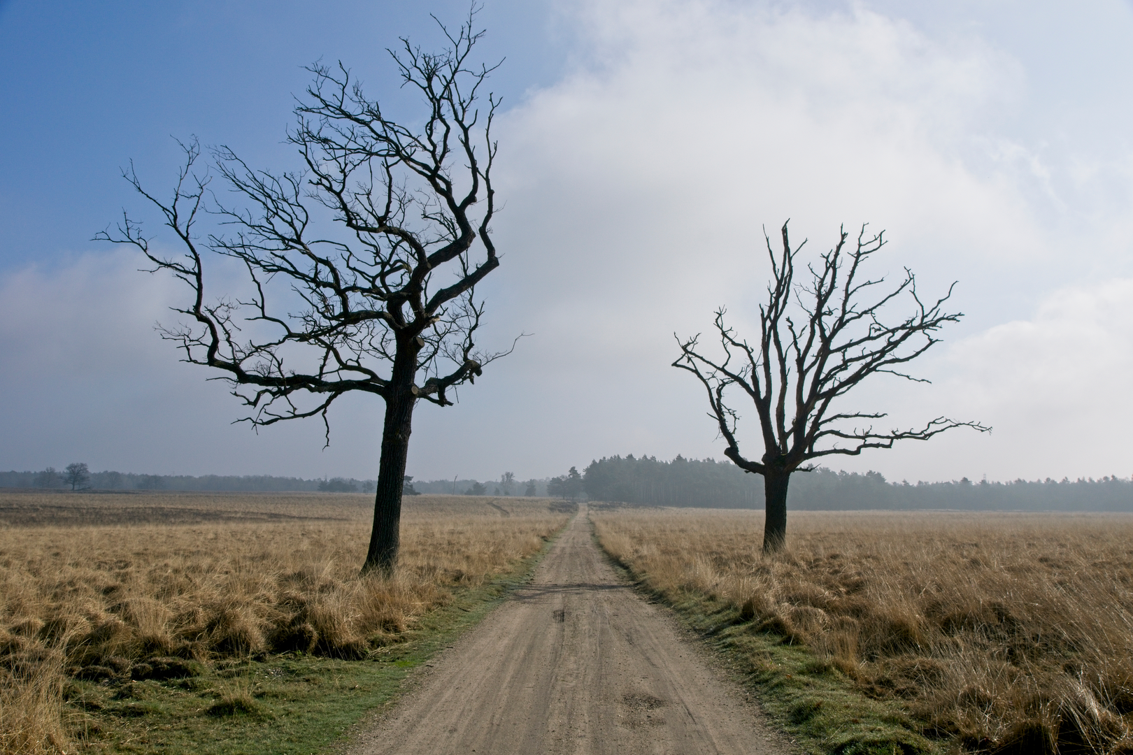 An image depicting the trail Deelen and Bruine Berg Loop and its surrounding area.