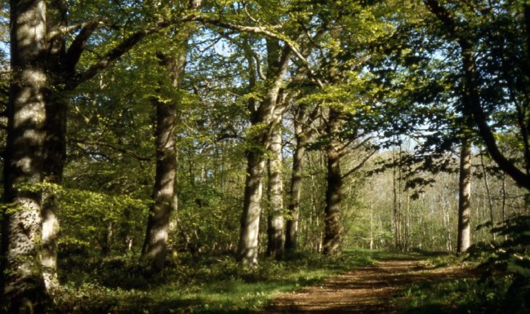 An image depicting the trail Orchardleigh Golf Club Loop from Buckland Dinham and its surrounding area.